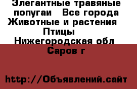 Элегантные травяные попугаи - Все города Животные и растения » Птицы   . Нижегородская обл.,Саров г.